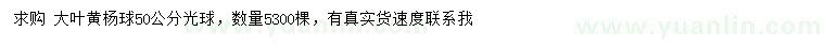 求購50公分大葉黃楊球