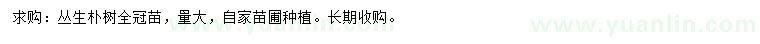 求購叢生樸樹