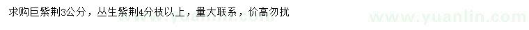 求購3公分巨紫荊、叢生紫荊