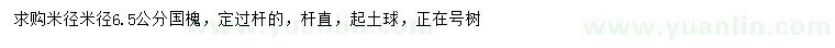 求購米徑6.5公分國槐