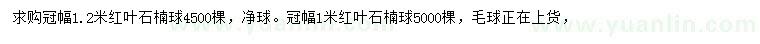 求購冠幅1、1.2米紅葉石楠球