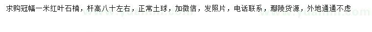 求購冠幅1米紅葉石楠