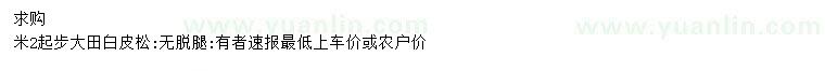 求購2米起步大田白皮松