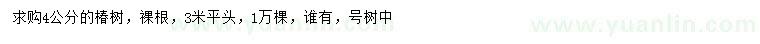 求購4公分椿樹