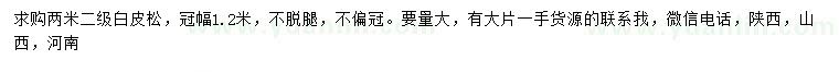 求購2米白皮松