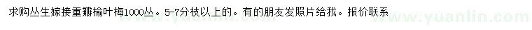 求購叢生嫁接重瓣榆葉梅