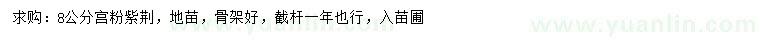 求購(gòu)8公分宮粉紫荊