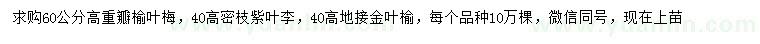 求購(gòu)地接金葉榆、重瓣榆葉梅、密枝紫葉李