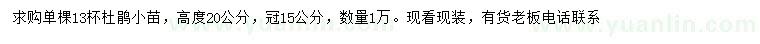 求購高20公分杜鵑小苗