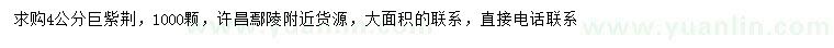 求購4公分巨紫荊