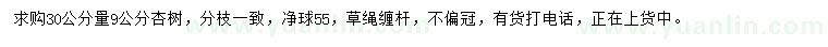 求購30公分量9公分杏樹