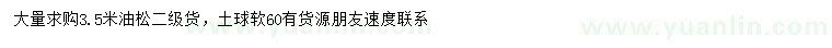 求購(gòu)3.5米油松