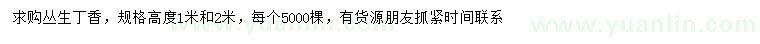 求購高1、2米叢生丁香