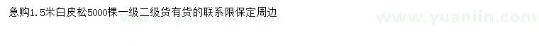求購1.5米白皮松