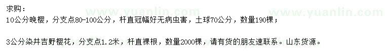 求購3公分染井吉野櫻花、10公分晚櫻