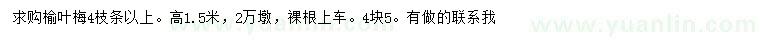 求購高1.5米榆葉梅