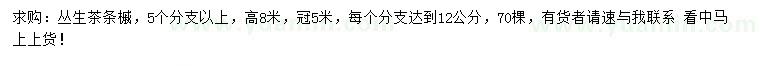 求購高8米茶條槭