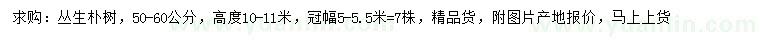 求購50-60公分叢生樸樹