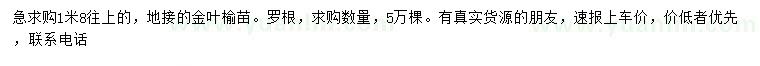 求購(gòu)1.8米以上地接金葉榆苗