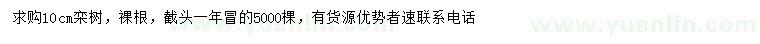 求購10公分欒樹