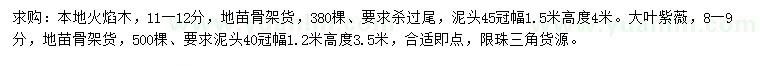 求購11-12公分本地火焰木、8-9公分大葉紫薇