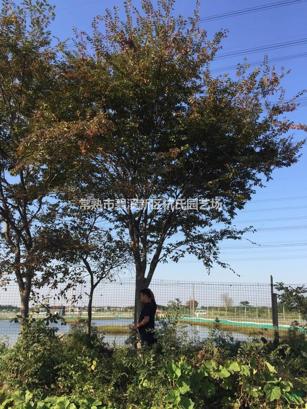 優(yōu)質(zhì)特價18到20公分櫸樹產(chǎn)地直銷