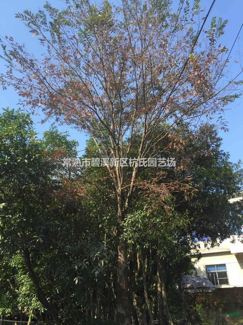 優(yōu)質(zhì)特價18到20公分櫸樹產(chǎn)地直銷