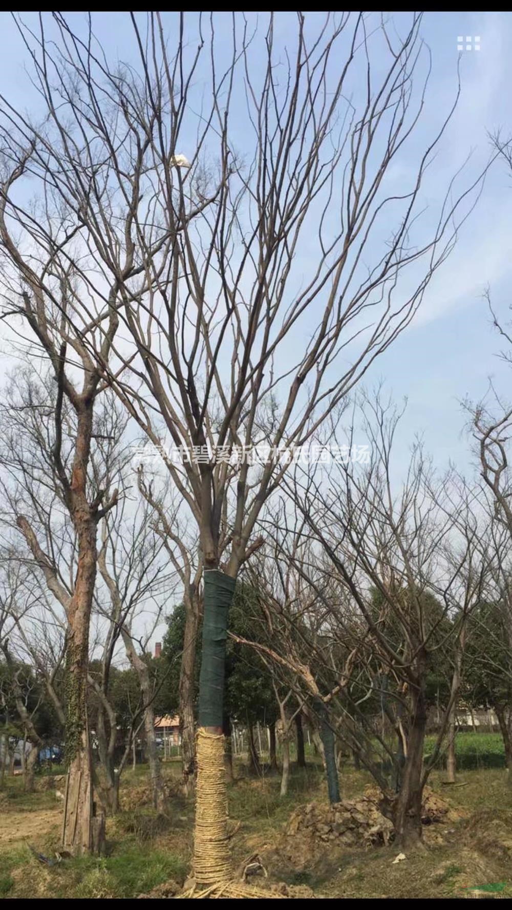 22公分櫸樹(shù)2行情報(bào)價(jià)/22公分櫸樹(shù)2圖片展示