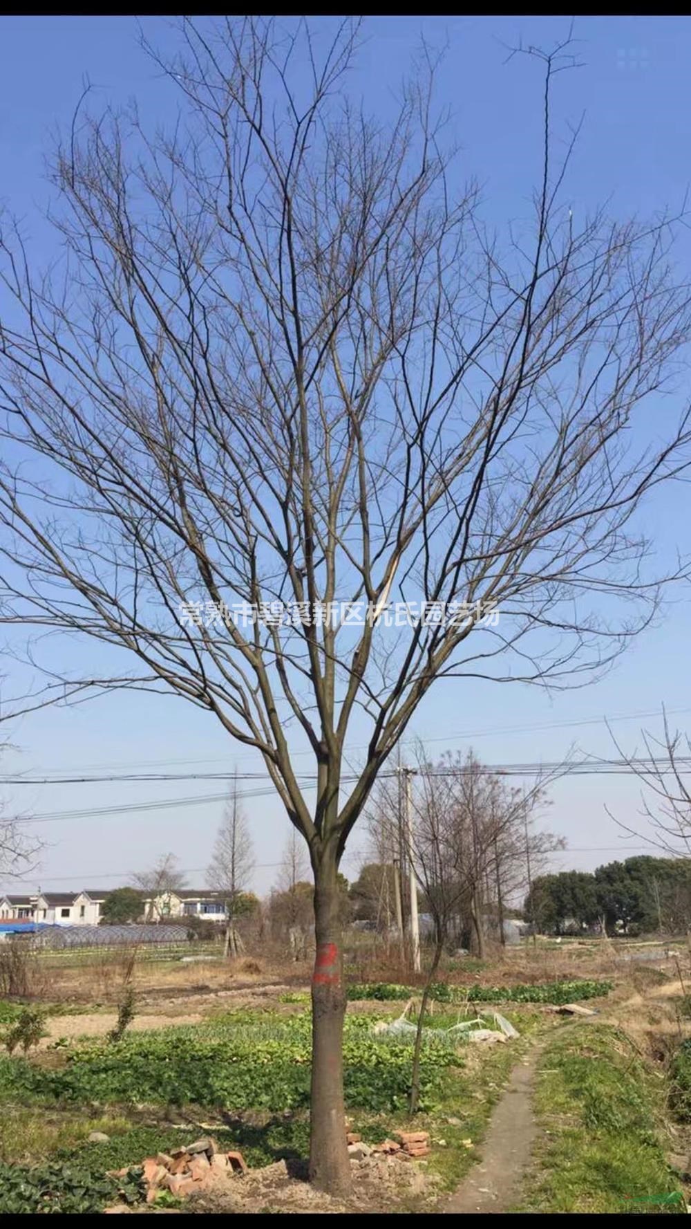 大小規(guī)格22公分櫸樹3基地