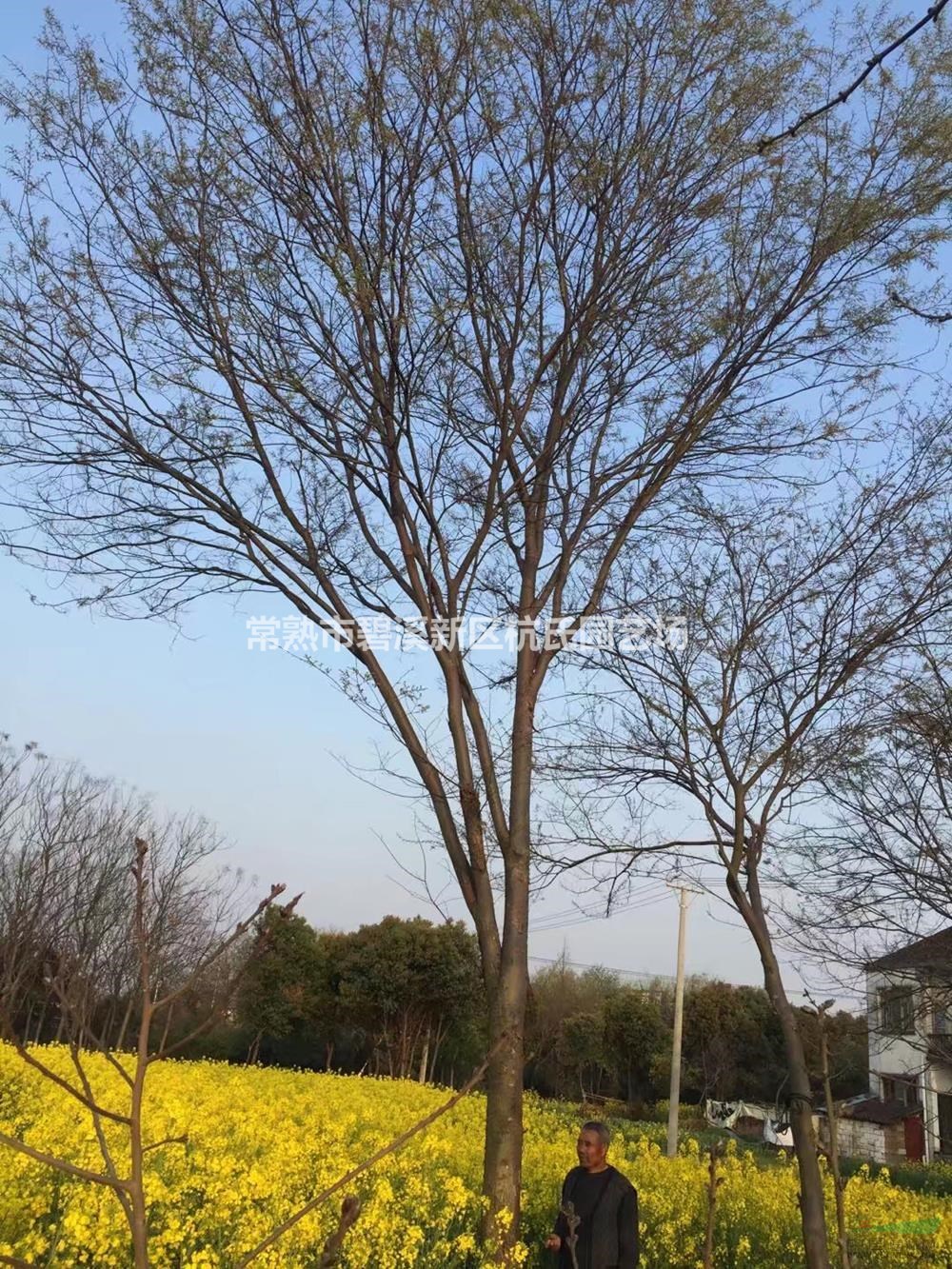 大小規(guī)格22公分櫸樹3基地
