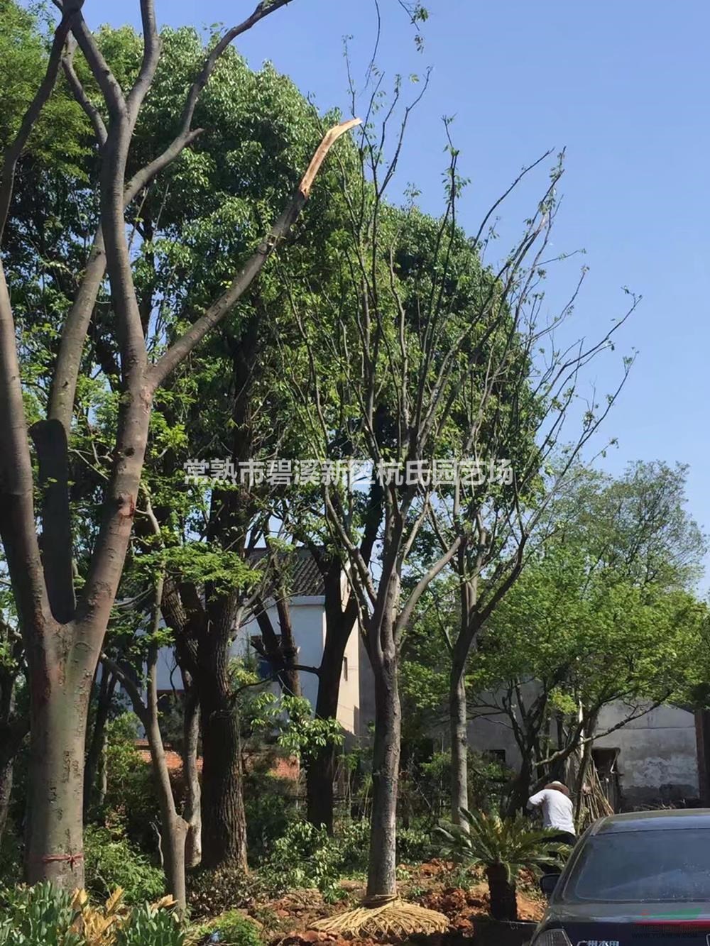 22公分櫸樹(shù)4圖片/22公分櫸樹(shù)4報(bào)價(jià)