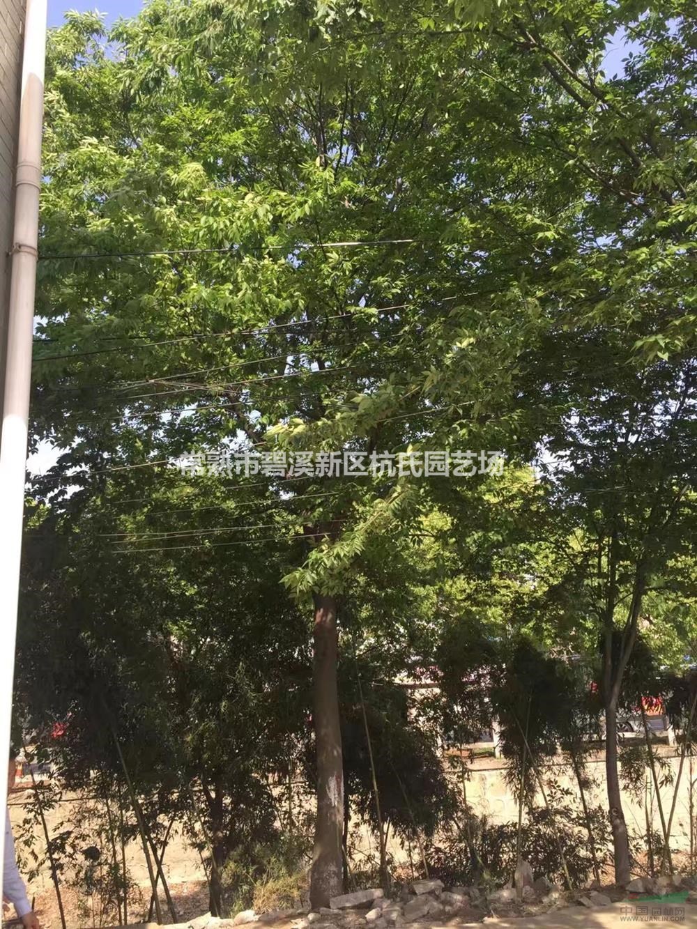 22公分櫸樹(shù)4圖片/22公分櫸樹(shù)4報(bào)價(jià)