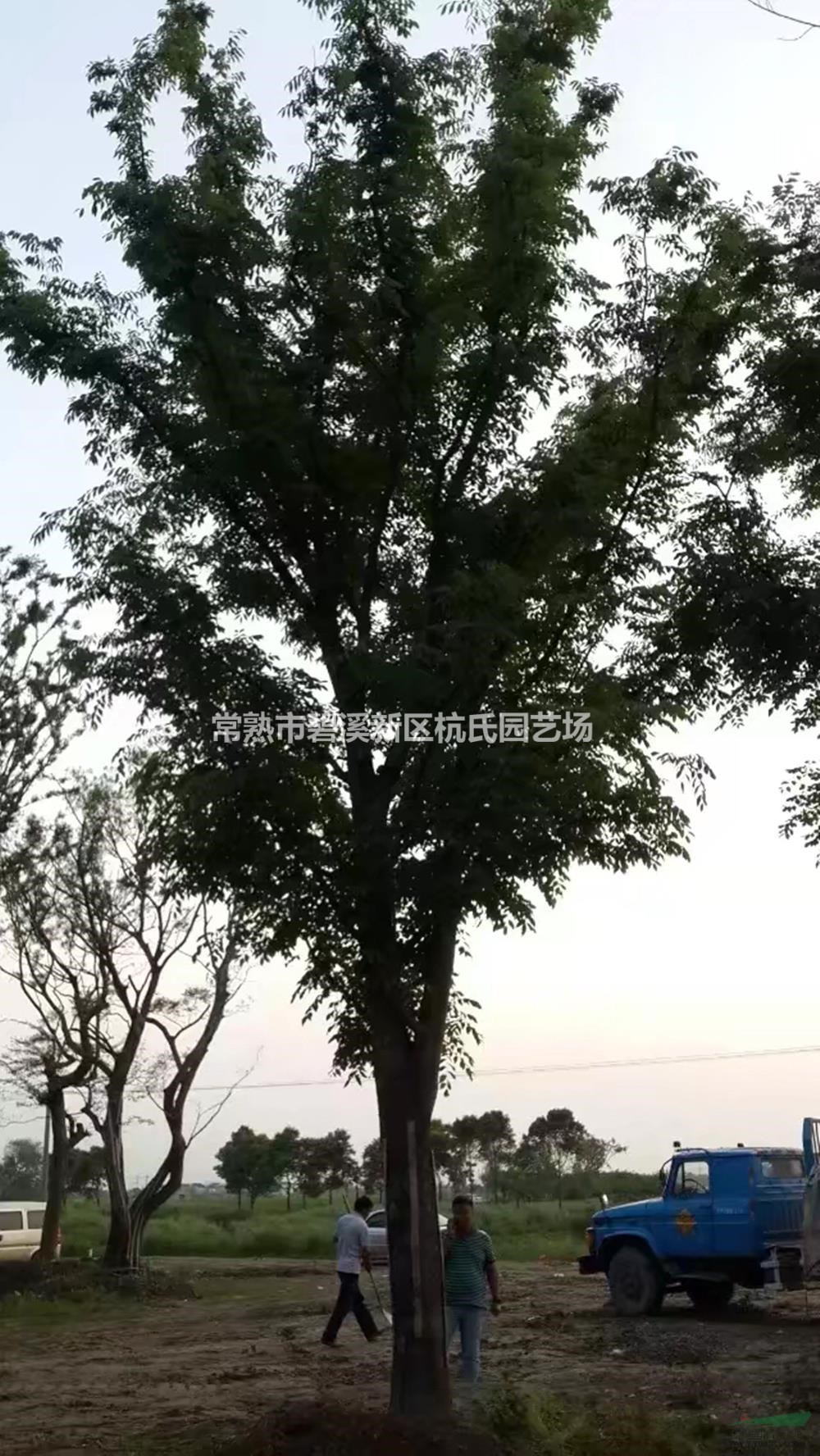江蘇28到30公分櫸樹(shù)介紹/特征/用途