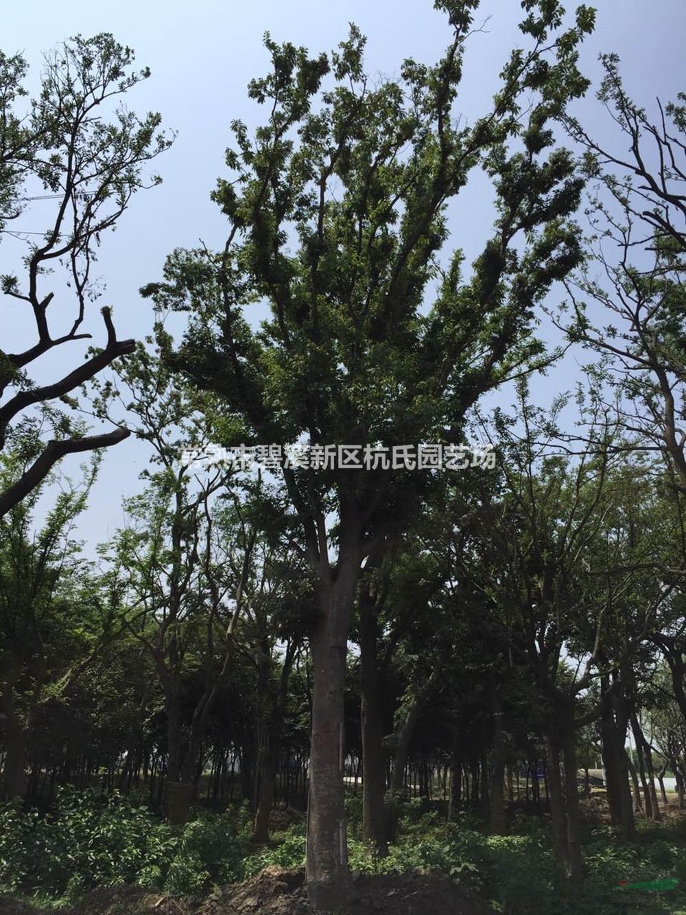 江蘇28到30公分櫸樹7哪里好/哪家便宜