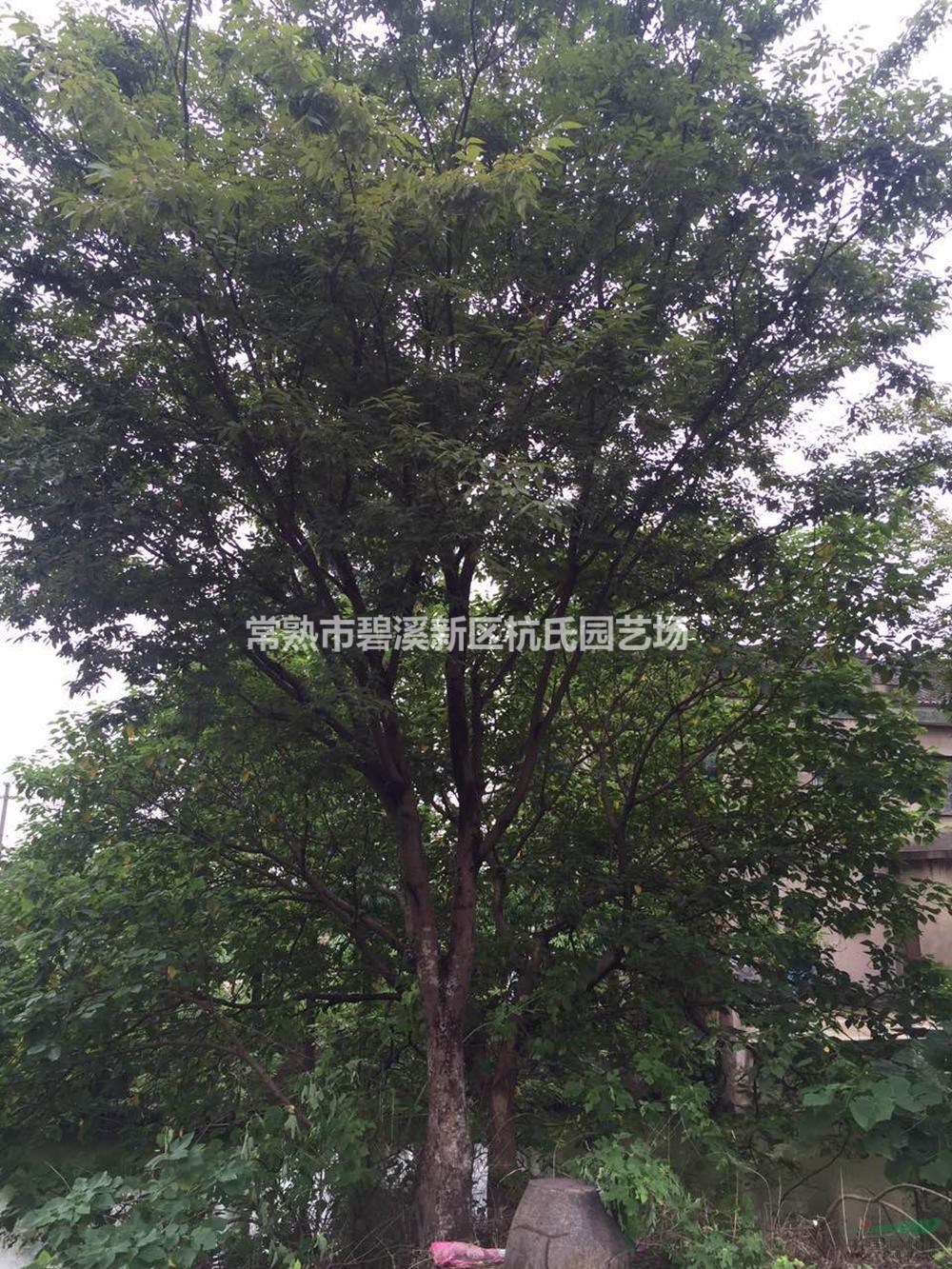 江蘇[產(chǎn)品]/江蘇28到30公分櫸樹12價(jià)格/報(bào)價(jià)