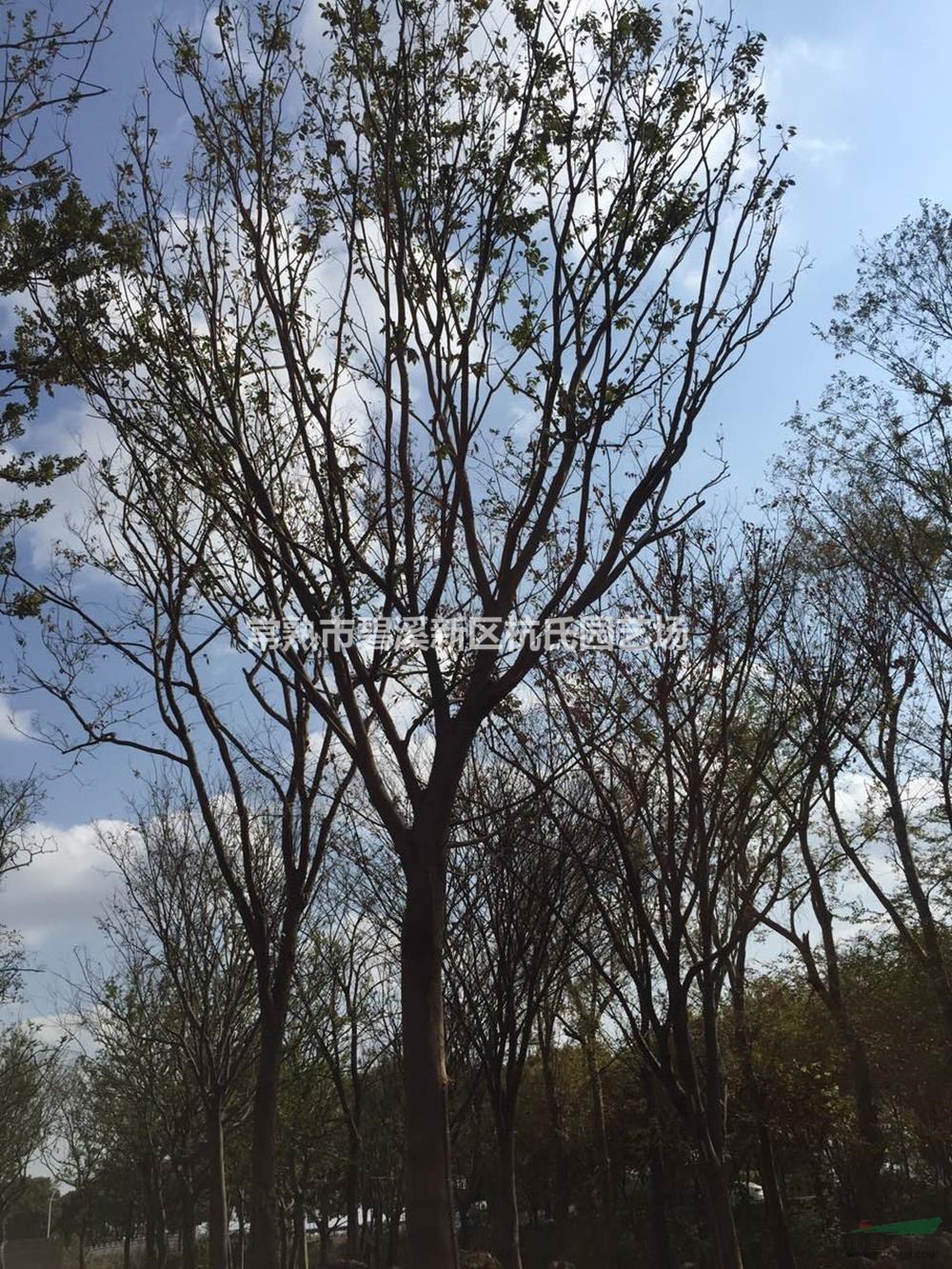 江蘇28到30公分櫸樹(shù)17哪里好/哪家便宜
