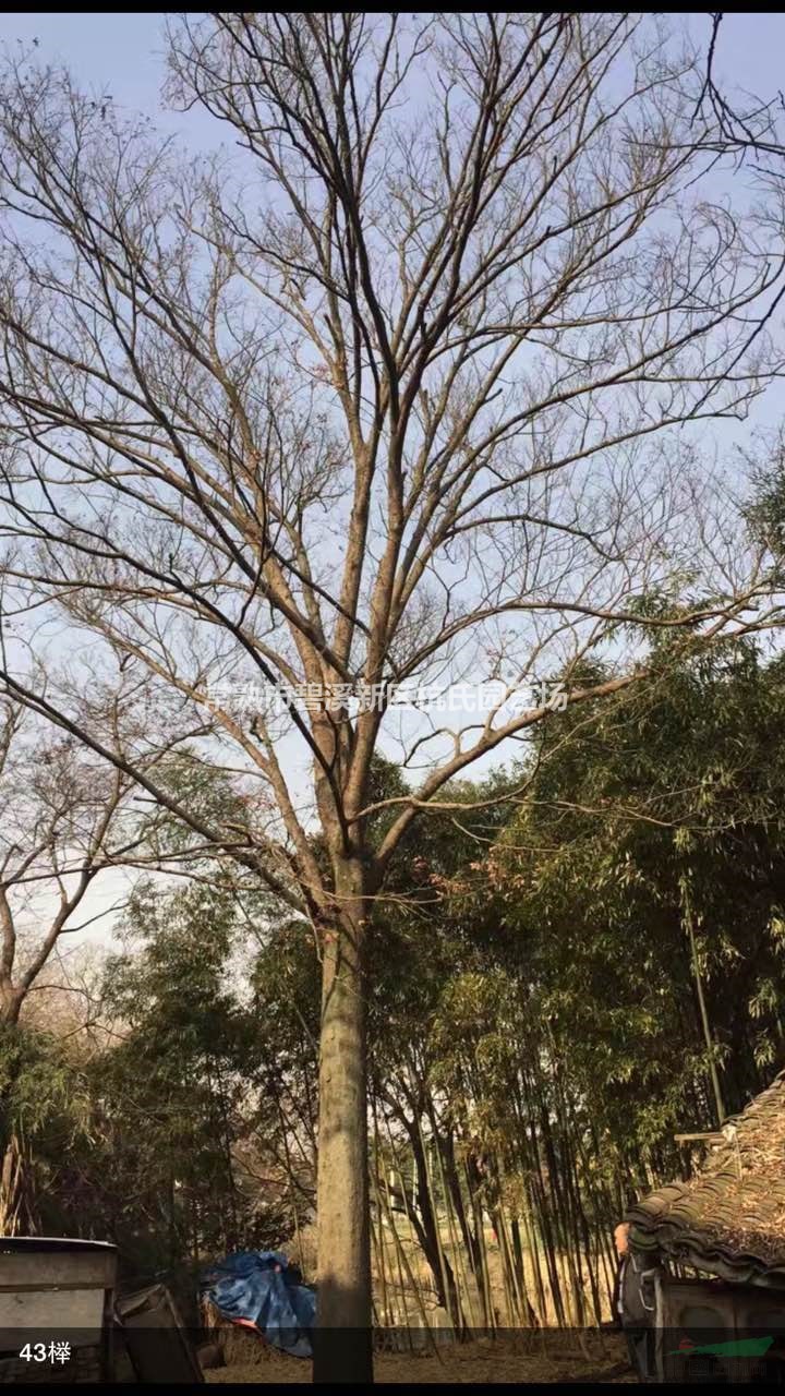 28到30公分櫸樹20行情報價/28到30公分櫸樹20圖片展示