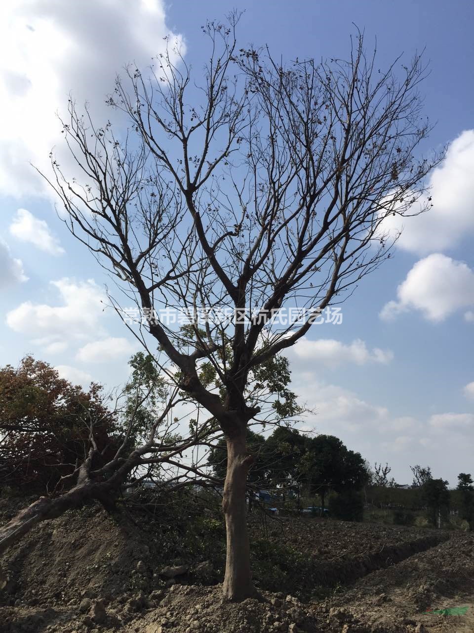 江蘇[產(chǎn)品]/江蘇28到30公分樸樹(shù)11價(jià)格/報價(jià)