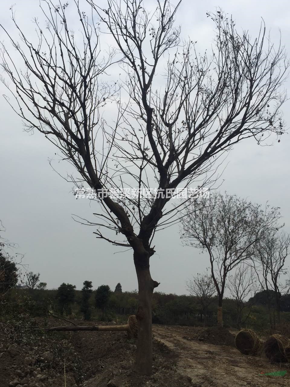 江蘇[產(chǎn)品]/江蘇28到30公分樸樹(shù)11價(jià)格/報價(jià)