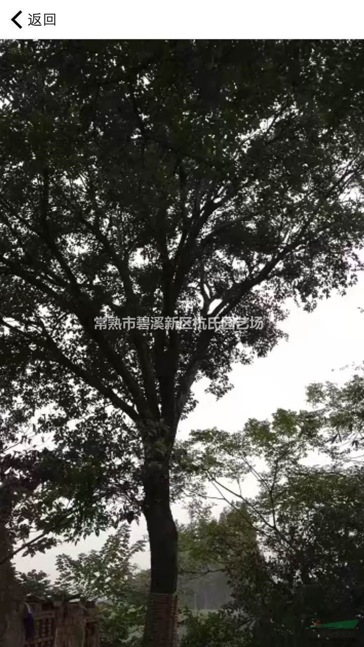 江蘇35到40公分樸樹5介紹/特征/用途