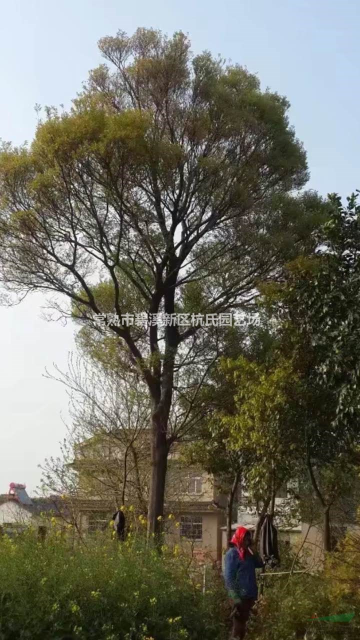 江蘇35到40公分樸樹5介紹/特征/用途
