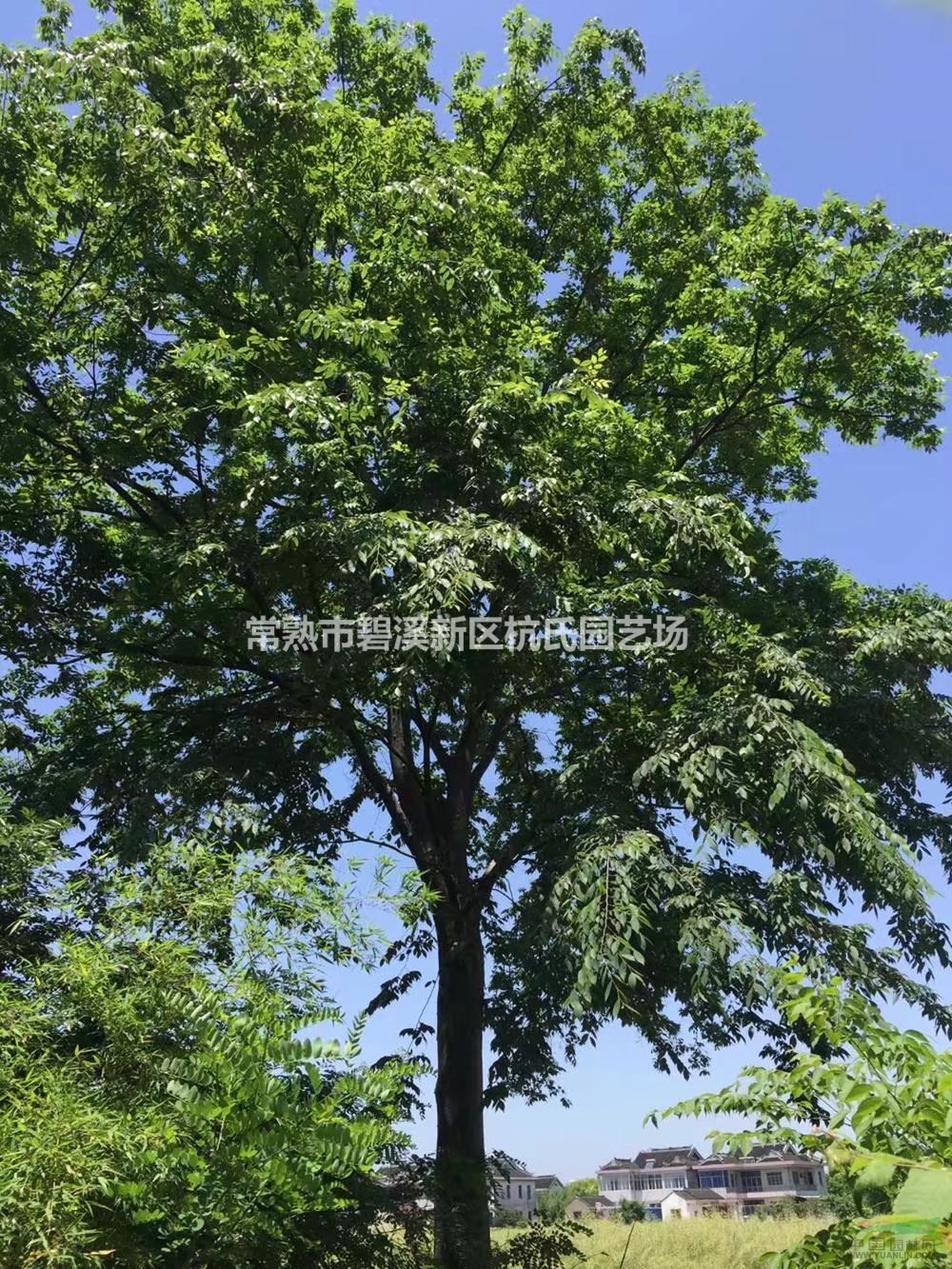 胸徑25公分櫸樹6圖片/胸徑25公分櫸樹6報(bào)價(jià)