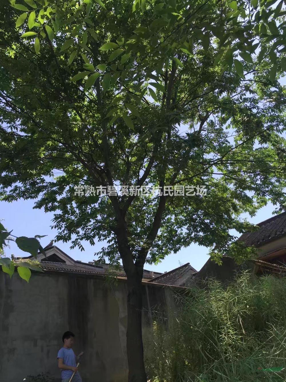 胸徑25公分櫸樹6圖片/胸徑25公分櫸樹6報(bào)價(jià)