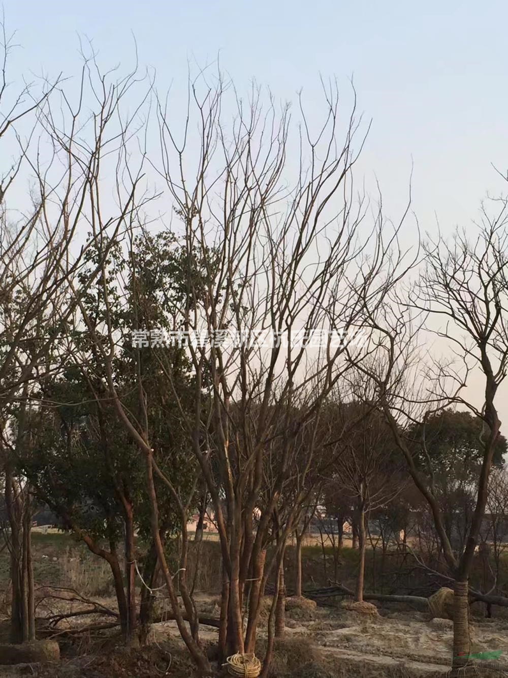 優(yōu)質(zhì)特價(jià)叢生樸樹 2桿到15桿3產(chǎn)地直銷