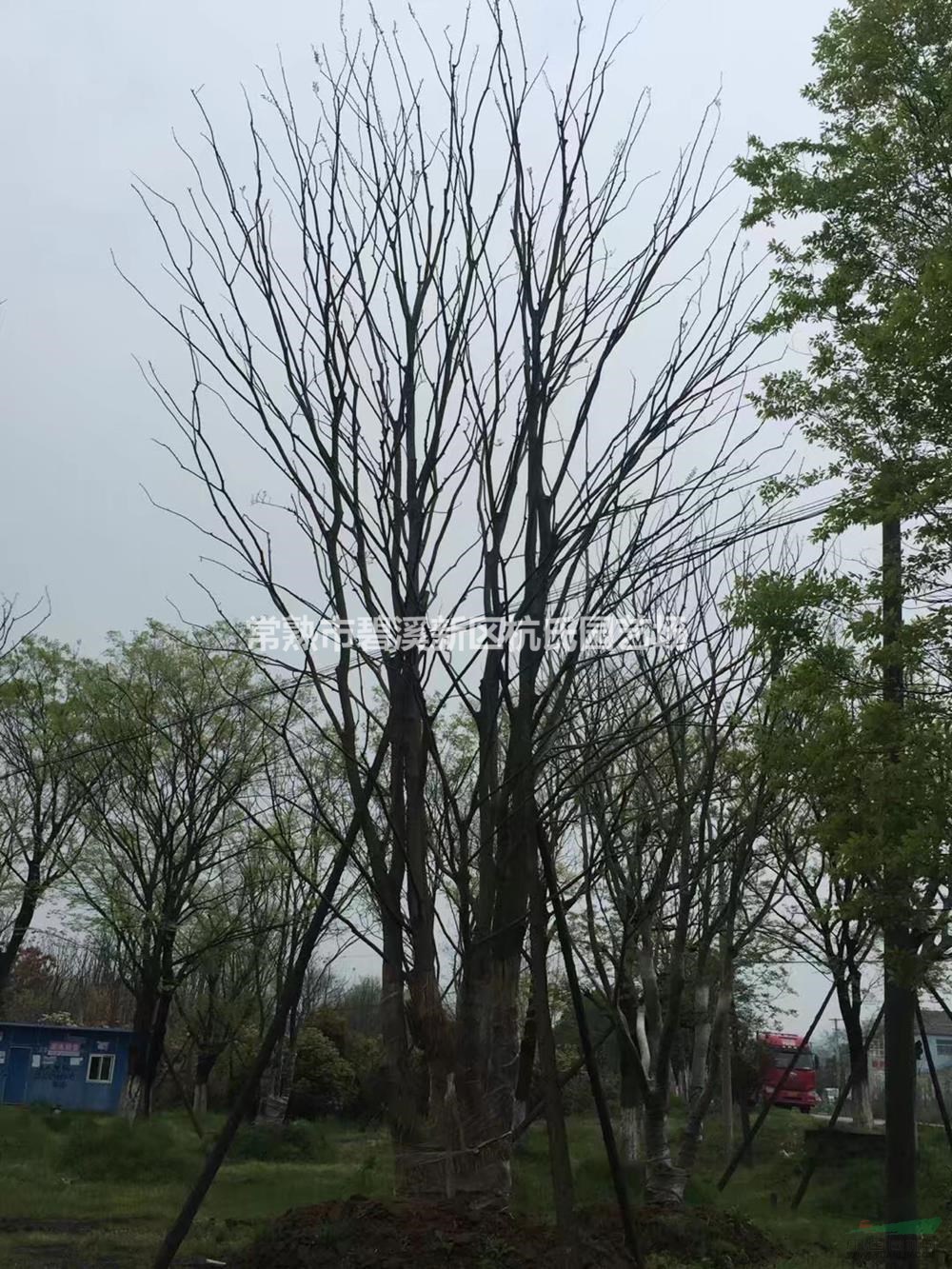 江蘇叢生樸樹 2桿到15桿4介紹/特征/用途