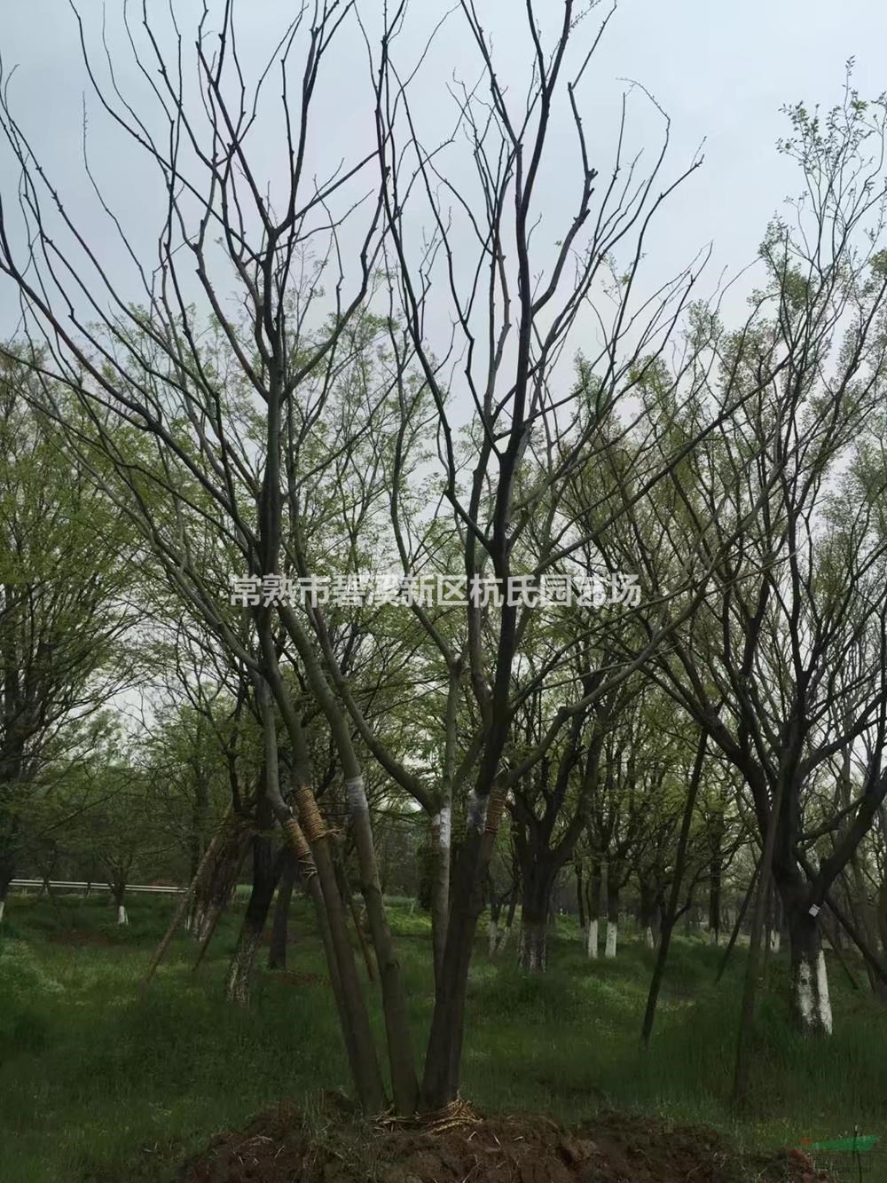 優(yōu)質(zhì)特價(jià)叢生樸樹 2桿到15桿3產(chǎn)地直銷