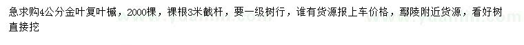 求購4公分金葉復(fù)葉槭