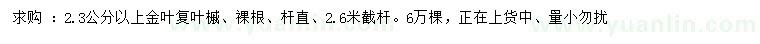 求購2.3公分以上金葉復(fù)葉槭