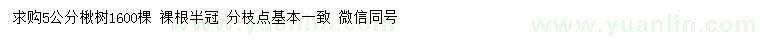 求購5公分楸樹
