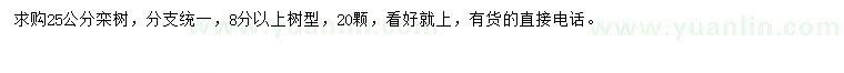 求購25公分欒樹